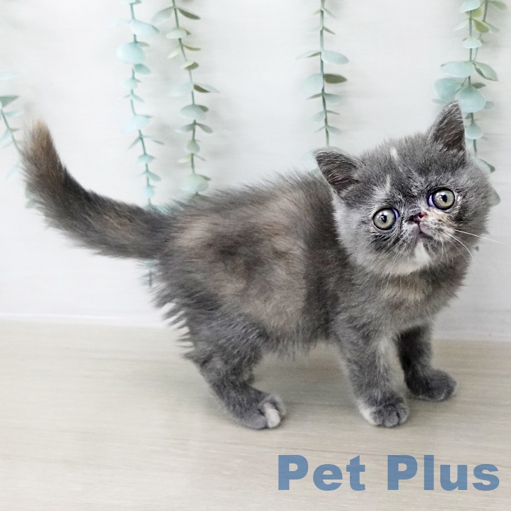 埼玉県のエキゾチック (ペットプラス ららぽーと新三郷店/2025年8月26日生まれ/女の子/ブルークリーム)の子猫の2枚目の画像