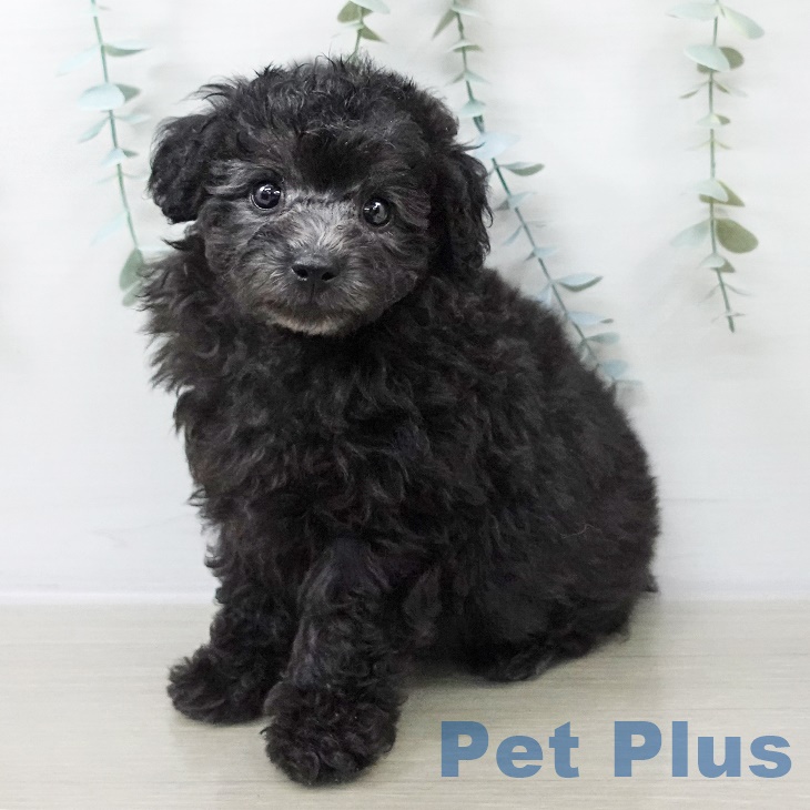 茨城県のトイプードル(トイ) (ペットプラス つくば店/2025年8月26日生まれ/男の子/シルバー)の子犬の1枚目の画像