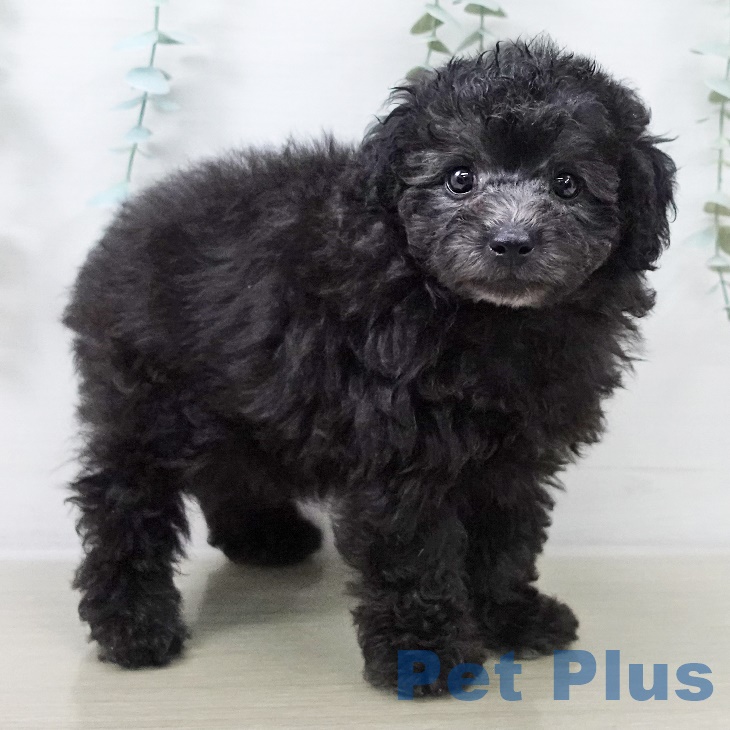 茨城県のトイプードル(トイ) (ペットプラス つくば店/2025年8月26日生まれ/男の子/シルバー)の子犬の2枚目の画像