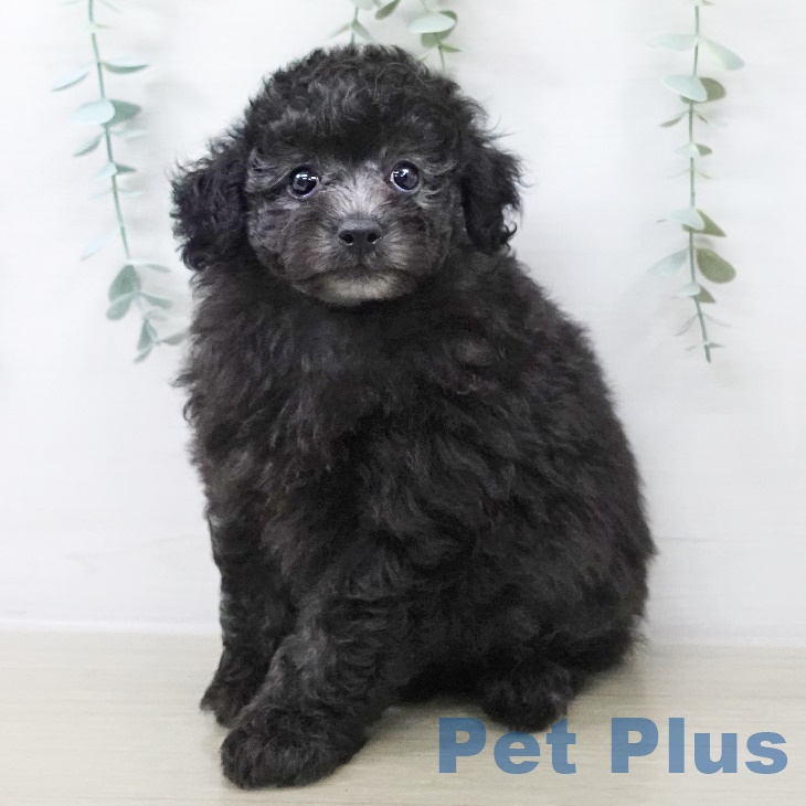 埼玉県のトイプードル(トイ) (ペットプラス 羽生店/2025年8月26日生まれ/男の子/シルバー)の子犬
