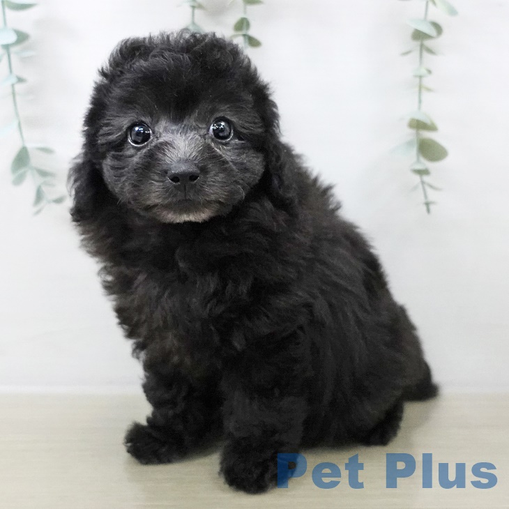 2025年8月26日生まれのトイプードル(トイ)の2枚目の写真