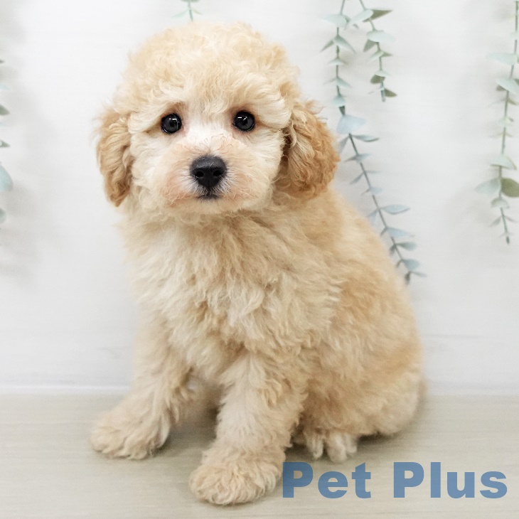 トイ・プードル