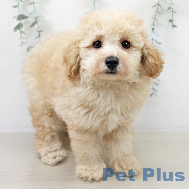 トイ・プードルの写真2