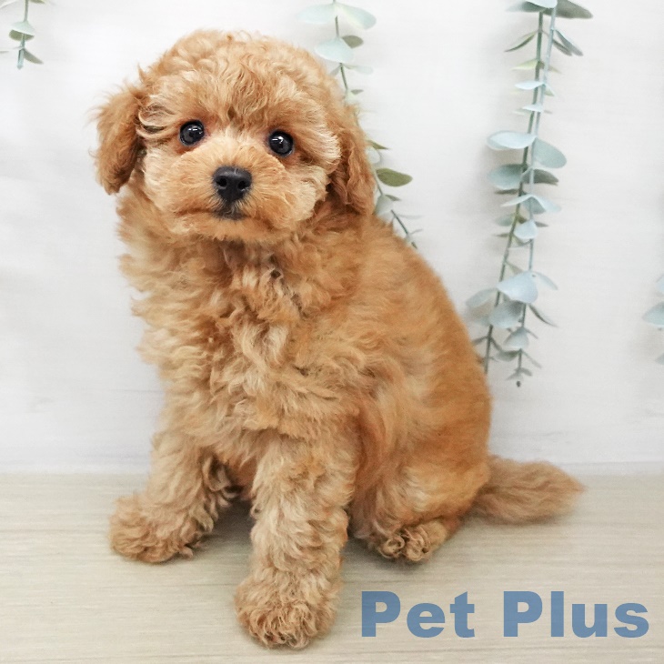 トイ・プードル