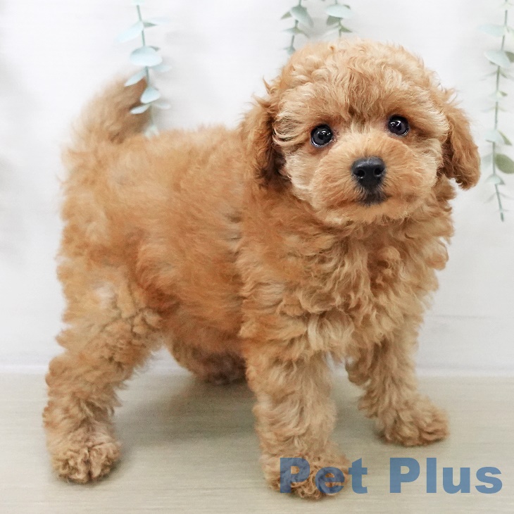 トイ・プードルの写真2