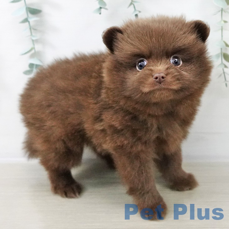 ポメラニアンの写真2