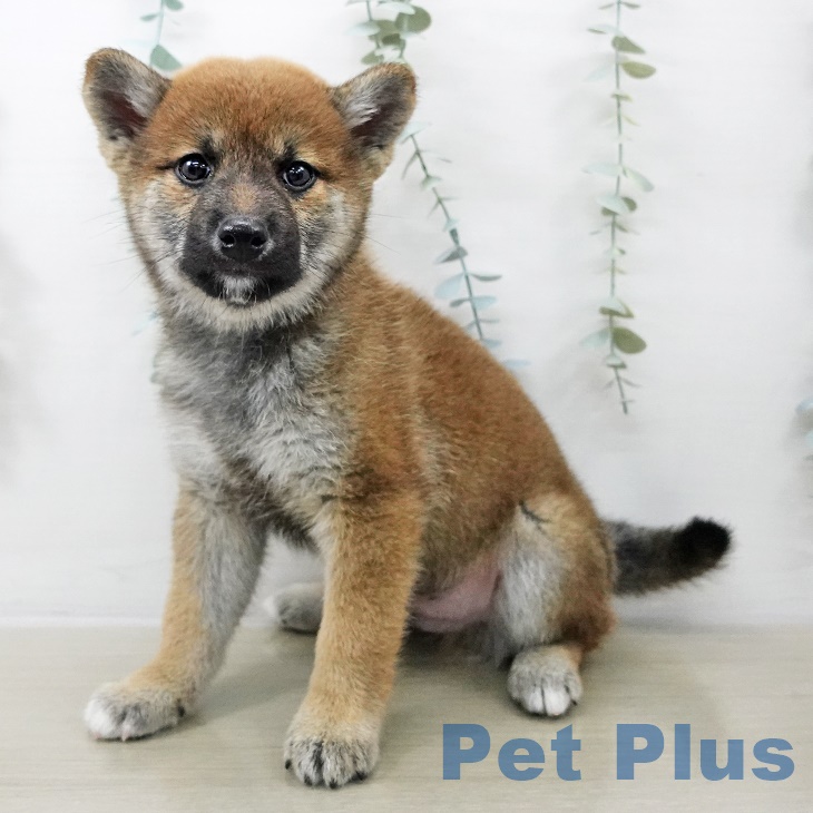 埼玉県の柴犬(標準サイズ) (ペットプラス ららぽーと富士見店/2025年8月28日生まれ/男の子/赤)の子犬の1枚目の画像