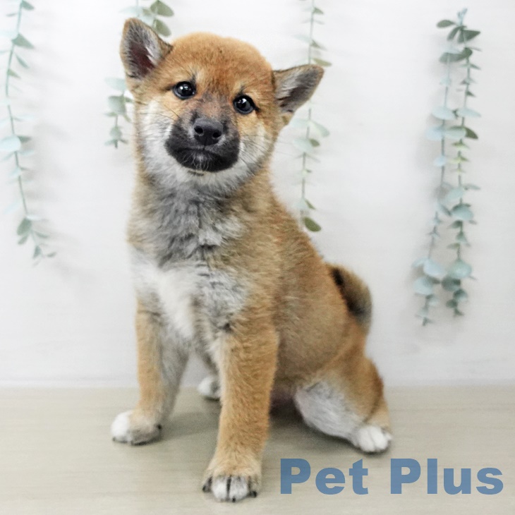 千葉県の柴犬(標準サイズ) (ペットプラス 幕張新都心店/2025年8月28日生まれ/男の子/赤)の子犬の1枚目の画像
