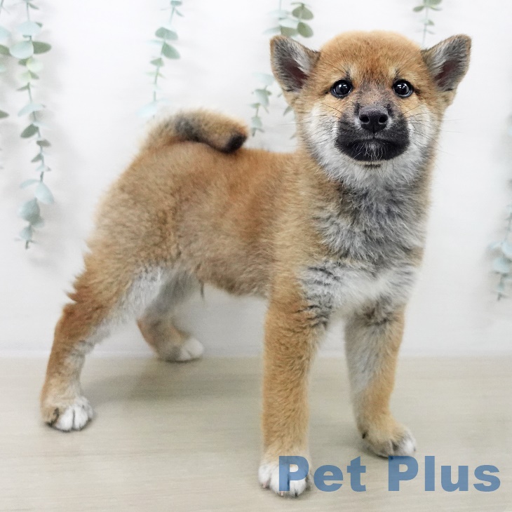 千葉県の柴犬(標準サイズ) (ペットプラス 幕張新都心店/2025年8月28日生まれ/男の子/赤)の子犬の2枚目の画像