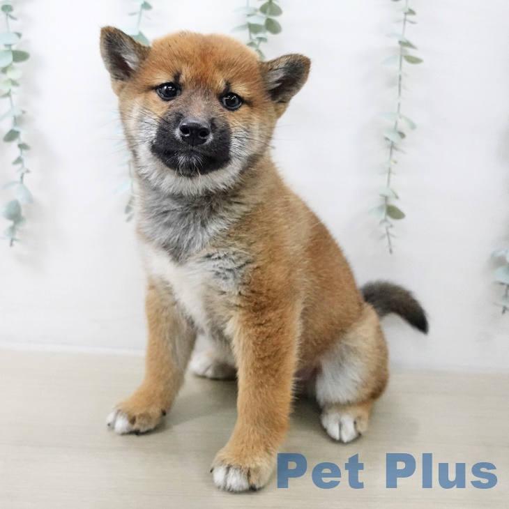 千葉県の柴犬(標準サイズ) (ペットプラス 船橋店/2025年8月28日生まれ/男の子/赤)の子犬の1枚目の画像