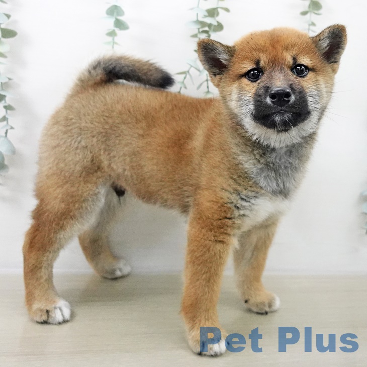 千葉県の柴犬(標準サイズ) (ペットプラス 船橋店/2025年8月28日生まれ/男の子/赤)の子犬の2枚目の画像