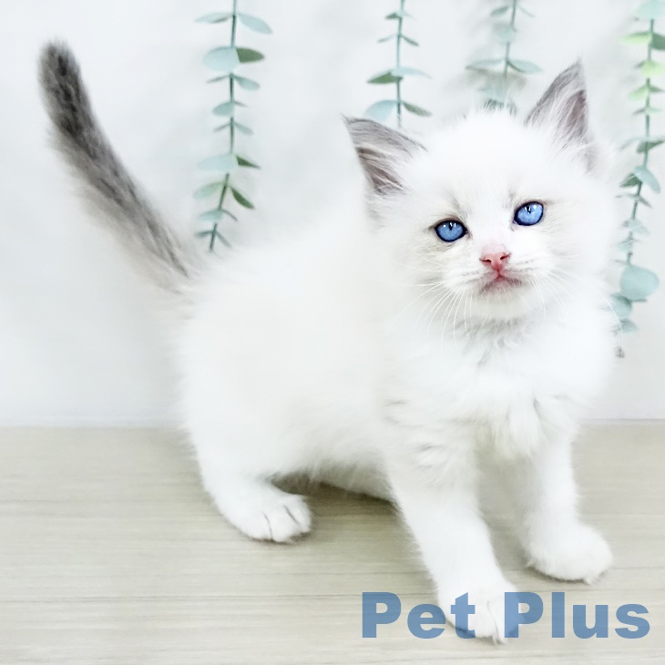 2025年8月28日生まれのラグドールの2枚目の写真