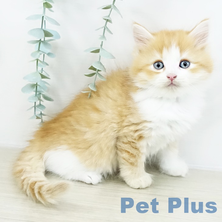 長野県のサイベリアン (ペットプラス 長野店/2025年8月28日生まれ/男の子/レッドタビーホワイト)の子猫の1枚目の画像