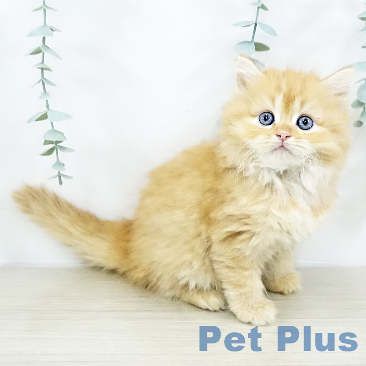 長野県のサイベリアン (ペットプラス 長野店/2025年8月28日生まれ/男の子/レッドタビーホワイト)の子猫の2枚目の画像