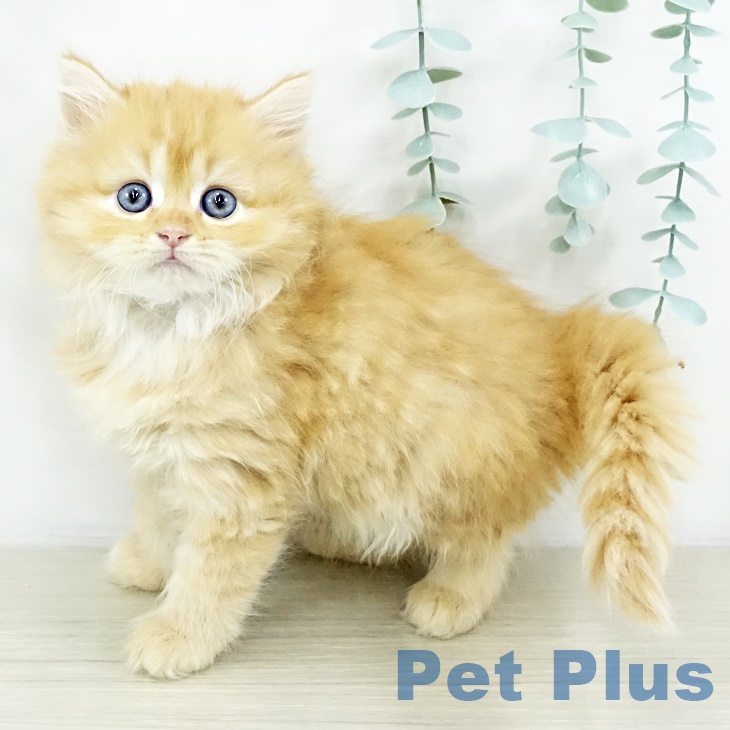 東京都のサイベリアン (ペットプラス 板橋店/2025年8月28日生まれ/女の子/レッドタビー)の子猫の1枚目の画像