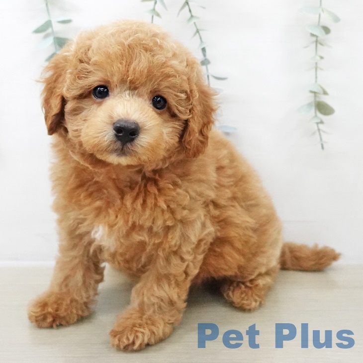 トイ・プードル