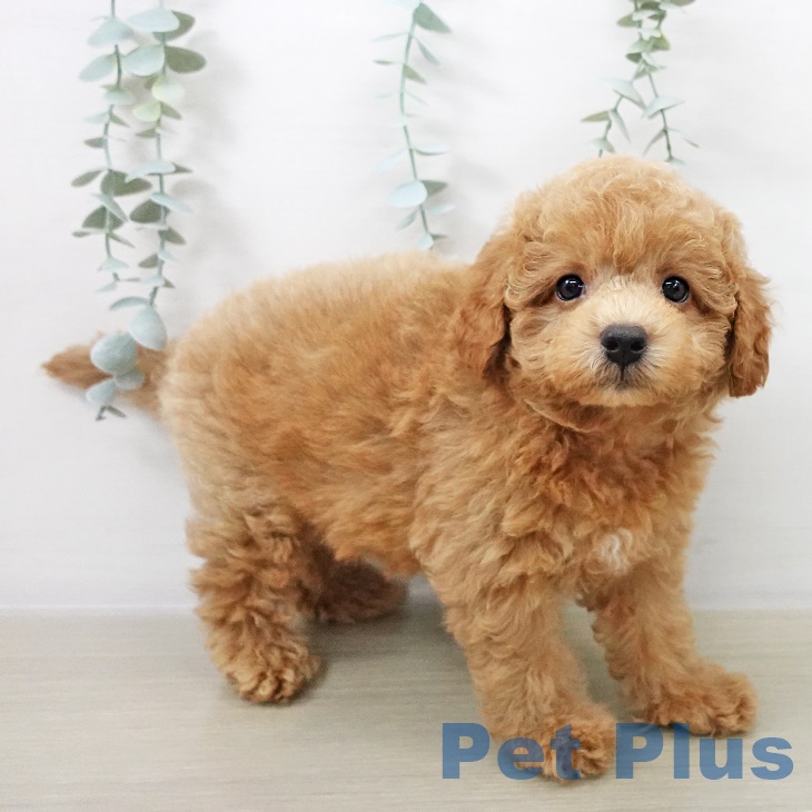 トイ・プードルの写真2