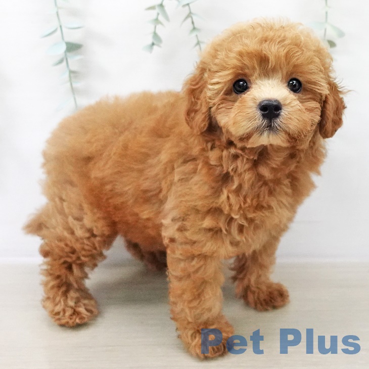 2025年8月28日生まれのトイプードル(トイ)の2枚目の写真
