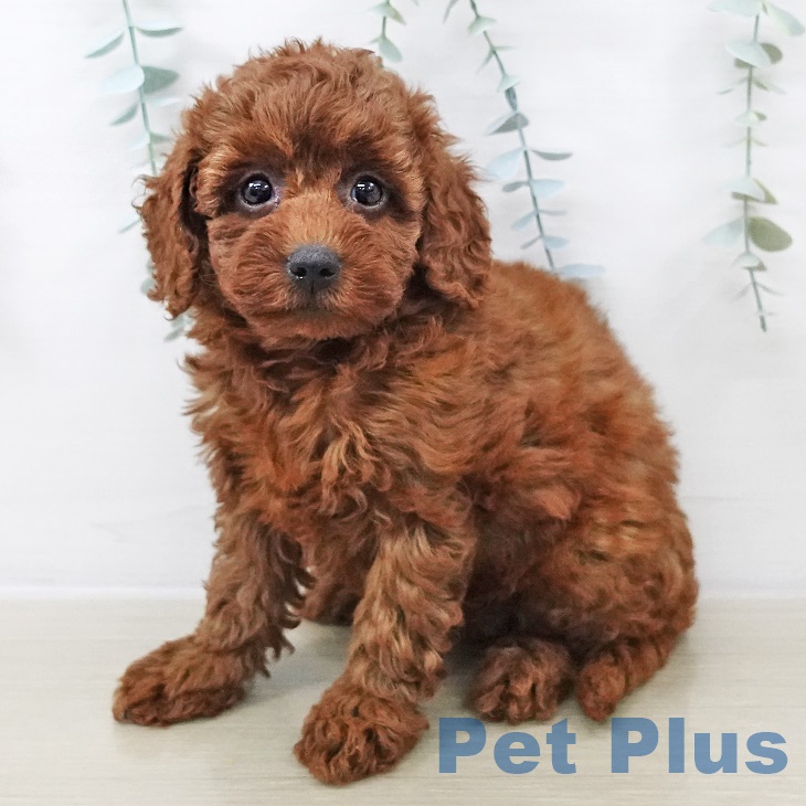 長野県のトイプードル(トイ) (ペットプラス 長野店/2025年8月28日生まれ/女の子/レッド)の子犬