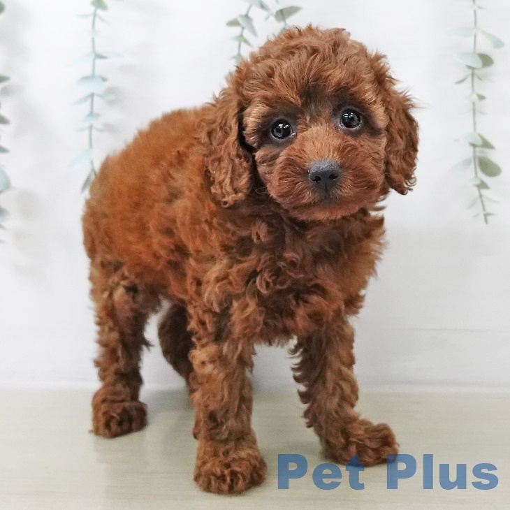 トイ・プードルの写真2