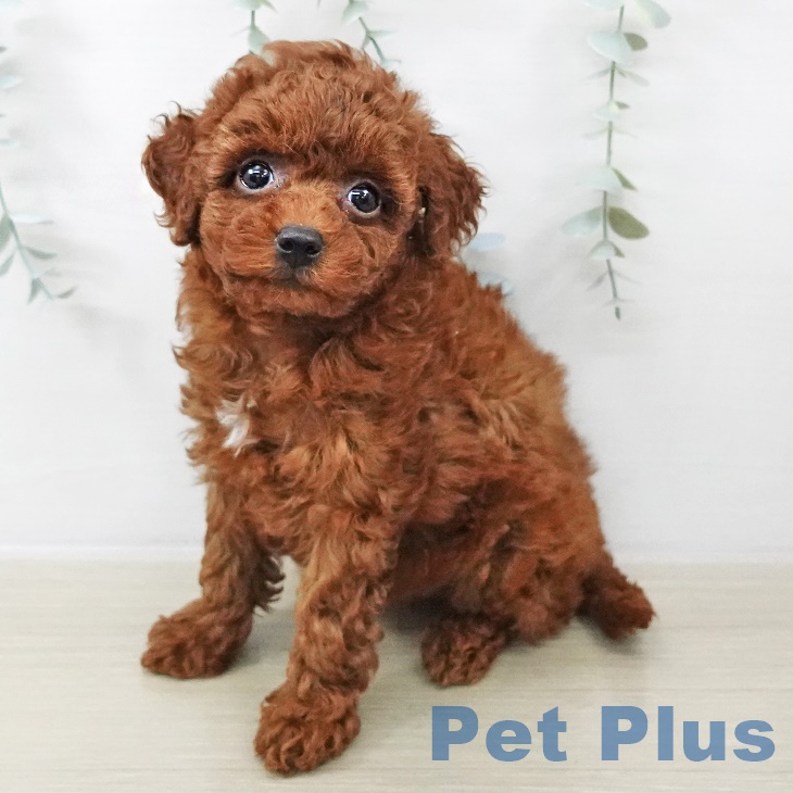 トイ・プードル