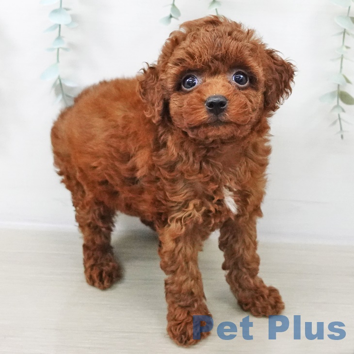 トイ・プードルの写真2