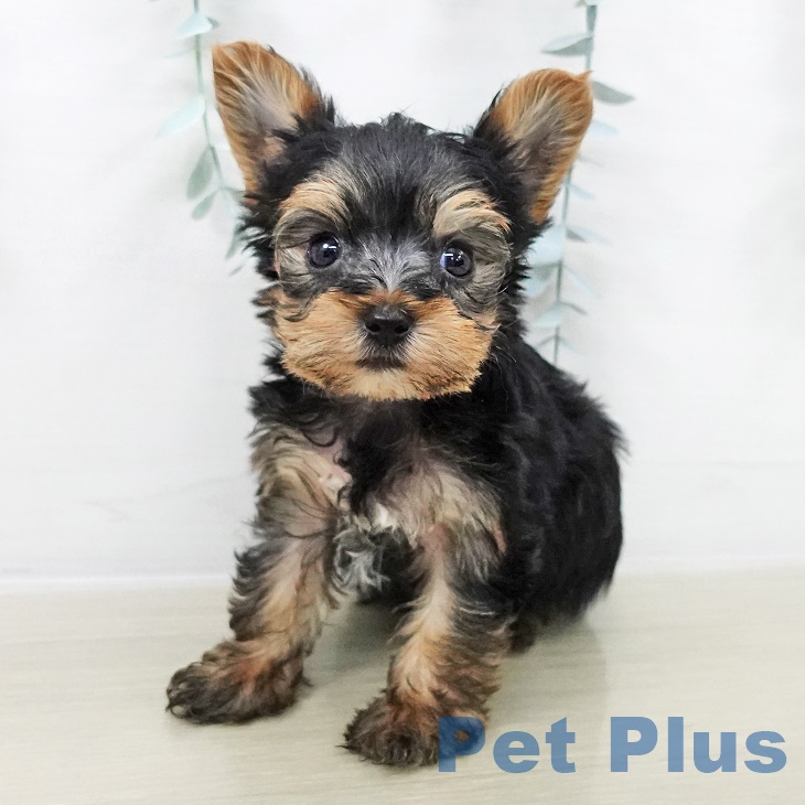 ヨークシャー・テリア