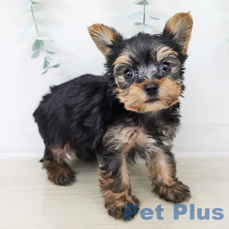 ヨークシャー・テリアの写真2