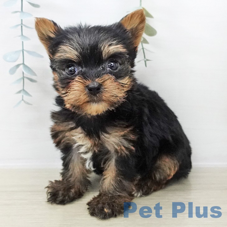 ヨークシャー・テリア