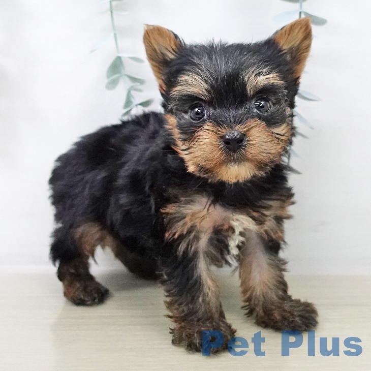 ヨークシャー・テリアの写真2