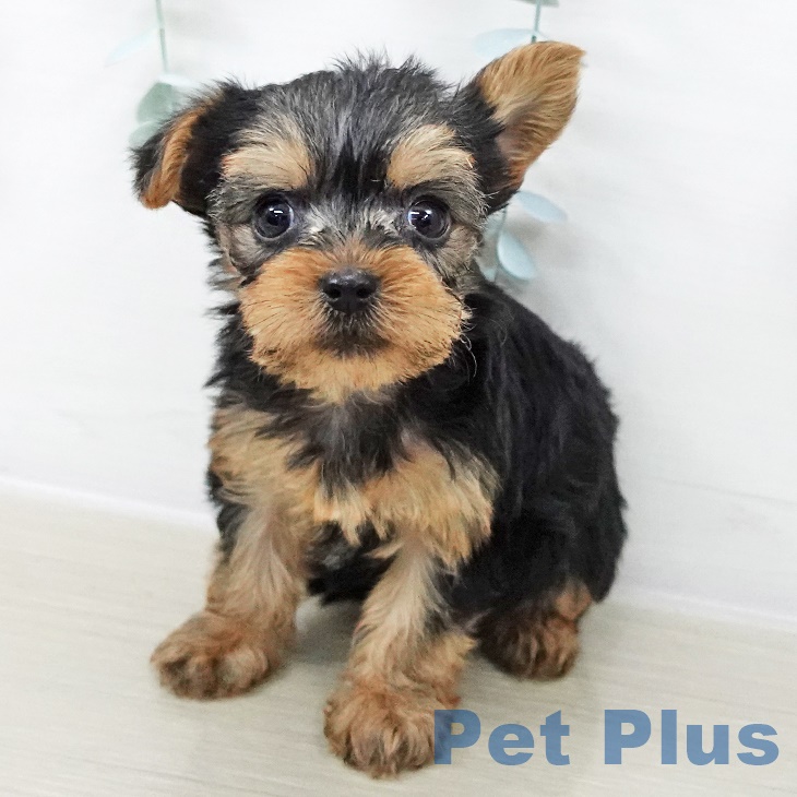 福島県のヨークシャーテリア (ペットプラス 福島店/2025年8月28日生まれ/女の子/スチールブルータン)の子犬の1枚目の画像
