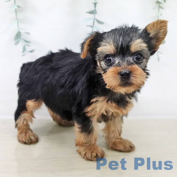 福島県のヨークシャーテリア (ペットプラス 福島店/2025年8月28日生まれ/女の子/スチールブルータン)の子犬の2枚目の画像