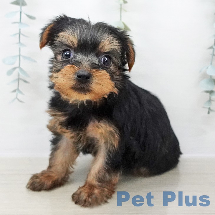 ヨークシャー・テリア