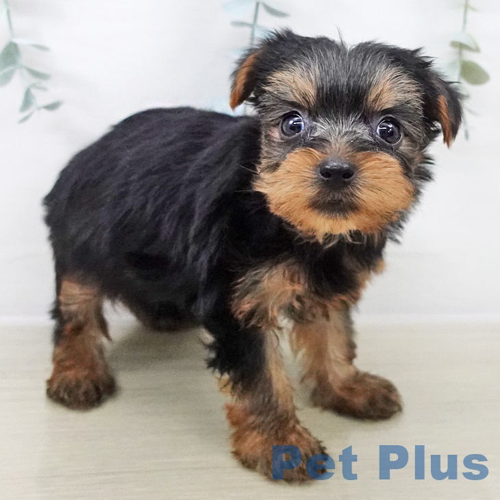 長野県のヨークシャーテリア (ペットプラス 須坂店/2025年8月28日生まれ/女の子/スチールブルータン)の子犬の2枚目の画像