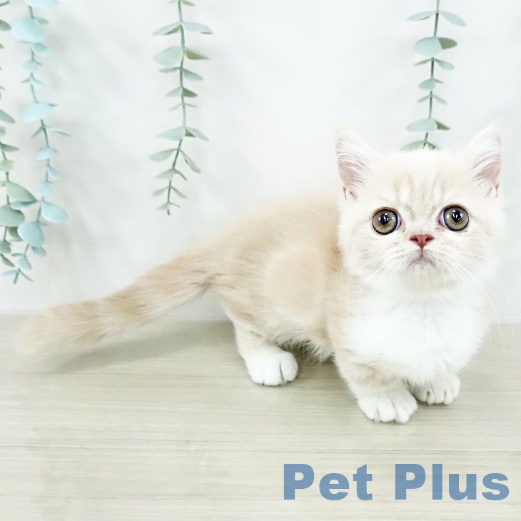 山梨県のミヌエット (ペットプラス 甲府国母店/2025年7月27日生まれ/男の子/クリームタビーホワイト)の子猫の1枚目の画像