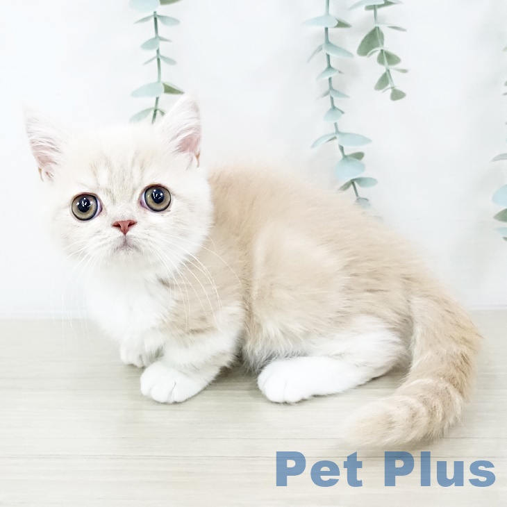 山梨県のミヌエット (ペットプラス 甲府国母店/2025年7月27日生まれ/男の子/クリームタビーホワイト)の子猫の2枚目の画像