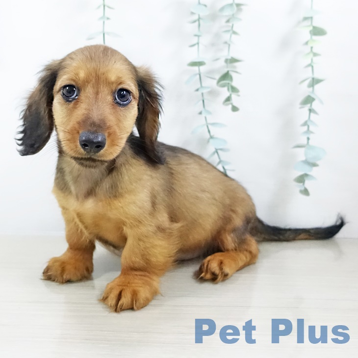 2025年8月28日生まれのミニチュアダックスフンド(ロング)の2枚目の写真