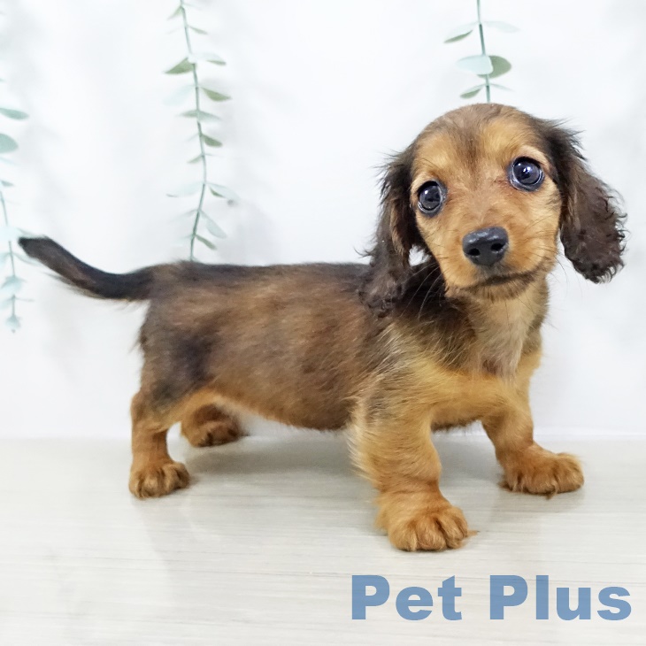 ミニチュア・ダックスフンドの写真2