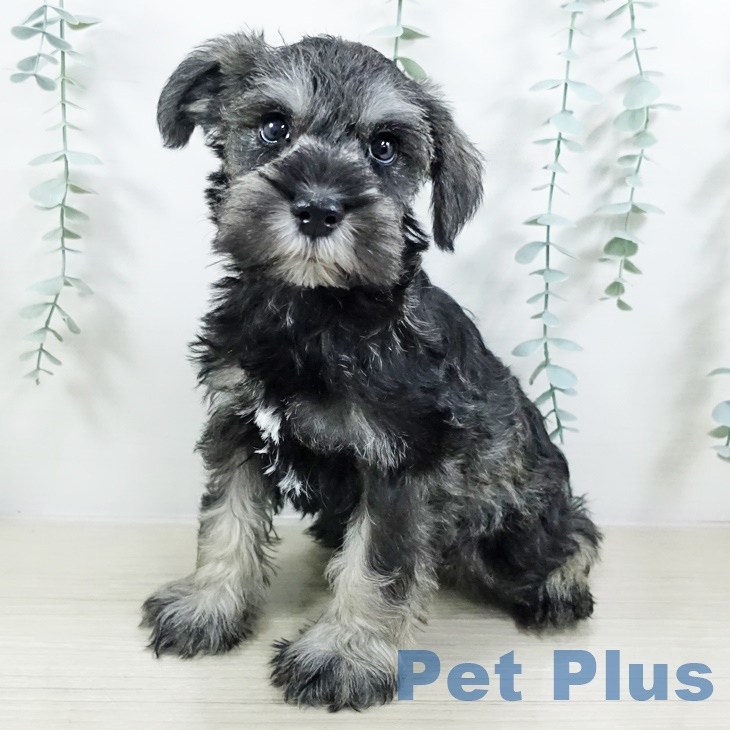 宮城県のミニチュアシュナウザー (ペットプラス 仙台泉大沢店/2025年8月28日生まれ/男の子/ソルトペッパー)の子犬の1枚目の画像