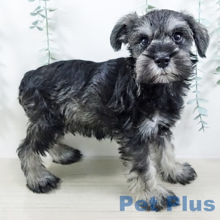 宮城県のミニチュアシュナウザー (ペットプラス 仙台泉大沢店/2025年8月28日生まれ/男の子/ソルトペッパー)の子犬の2枚目の画像