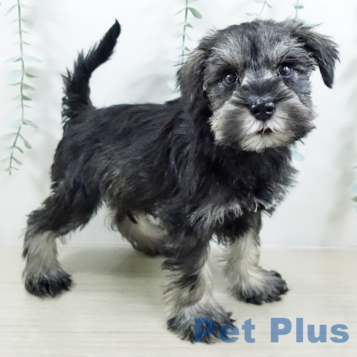千葉県のミニチュアシュナウザー (ペットプラス 幕張新都心店/2025年8月28日生まれ/男の子/ソルトペッパー)の子犬の1枚目の画像