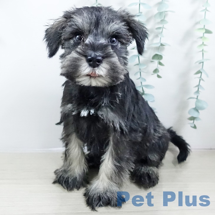 千葉県のミニチュアシュナウザー (ペットプラス 幕張新都心店/2025年8月28日生まれ/男の子/ソルトペッパー)の子犬の2枚目の画像