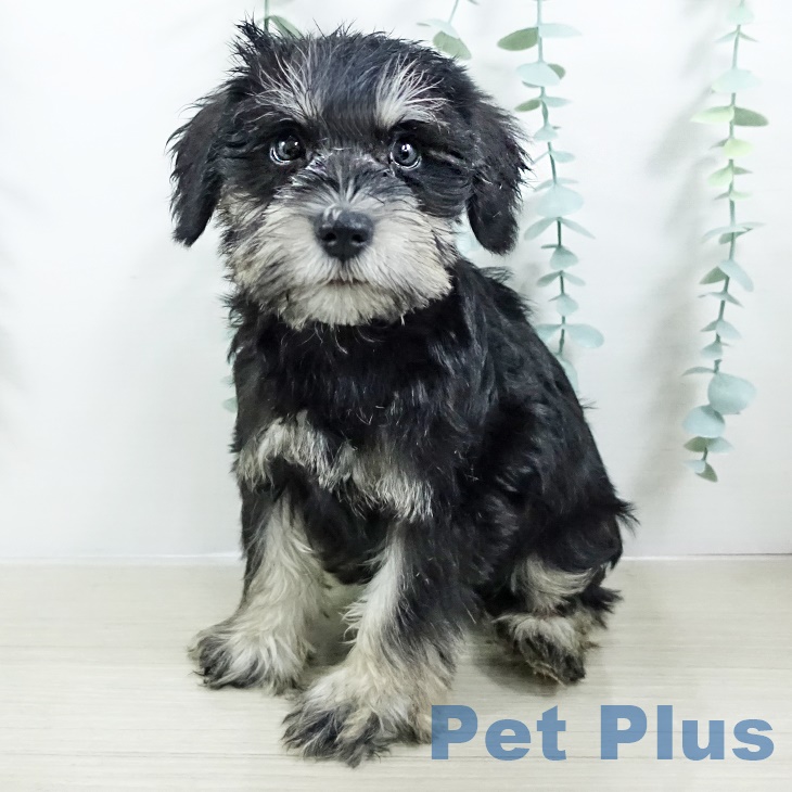 宮城県のミニチュアシュナウザー (ペットプラス 仙台上杉店/2025年8月28日生まれ/女の子/ブラックシルバー)の子犬の1枚目の画像