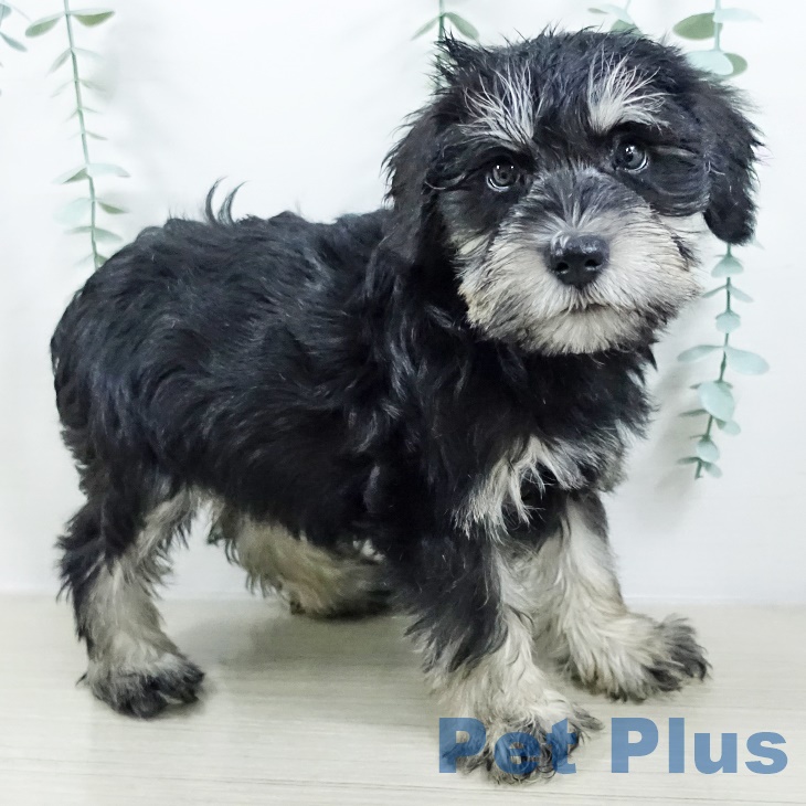 宮城県のミニチュアシュナウザー (ペットプラス 仙台上杉店/2025年8月28日生まれ/女の子/ブラックシルバー)の子犬の2枚目の画像