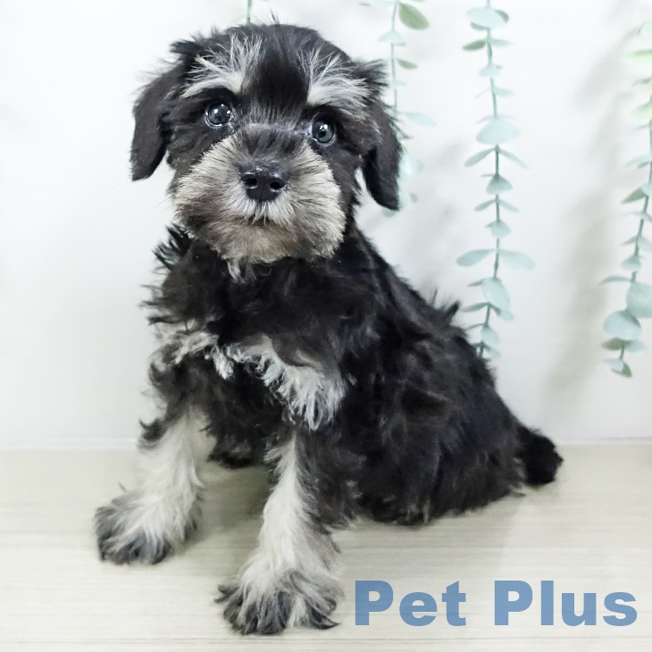 ミニチュア・シュナウザー