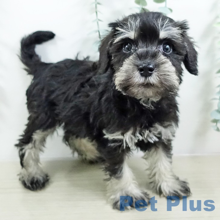 ミニチュア・シュナウザーの写真2