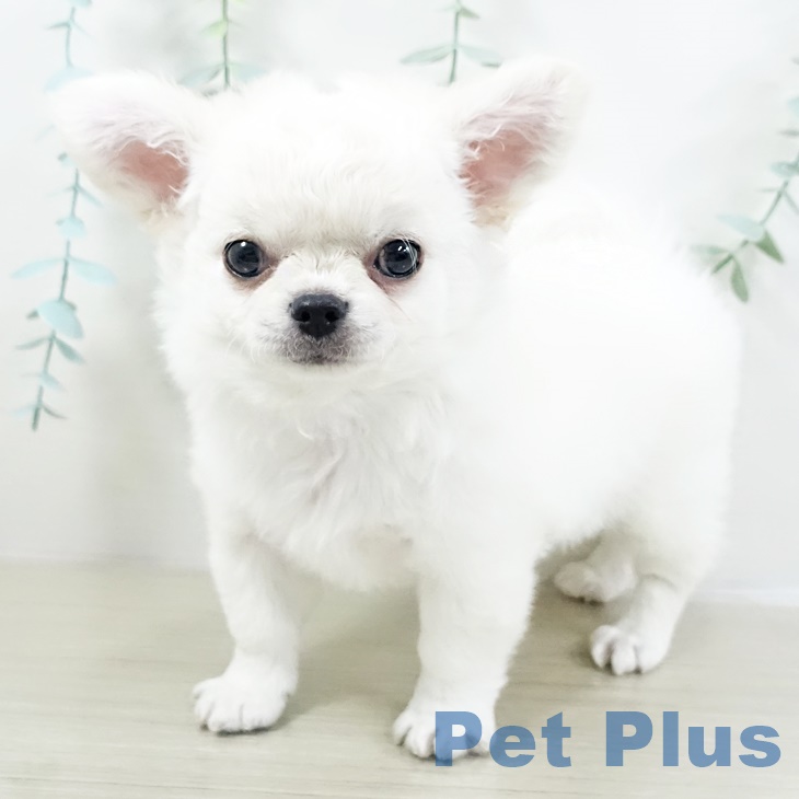 2025年8月28日生まれのチワワ(ロング)の2枚目の写真