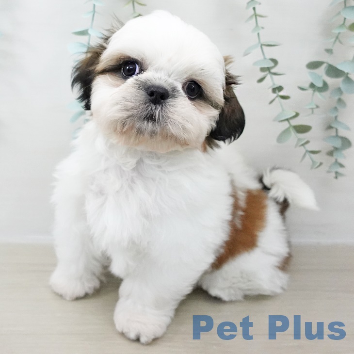 東京都のシーズー (ペッツワン 南砂町SUNAMO店/2025年8月26日生まれ/男の子/ホワイトゴールド)の子犬の1枚目の画像