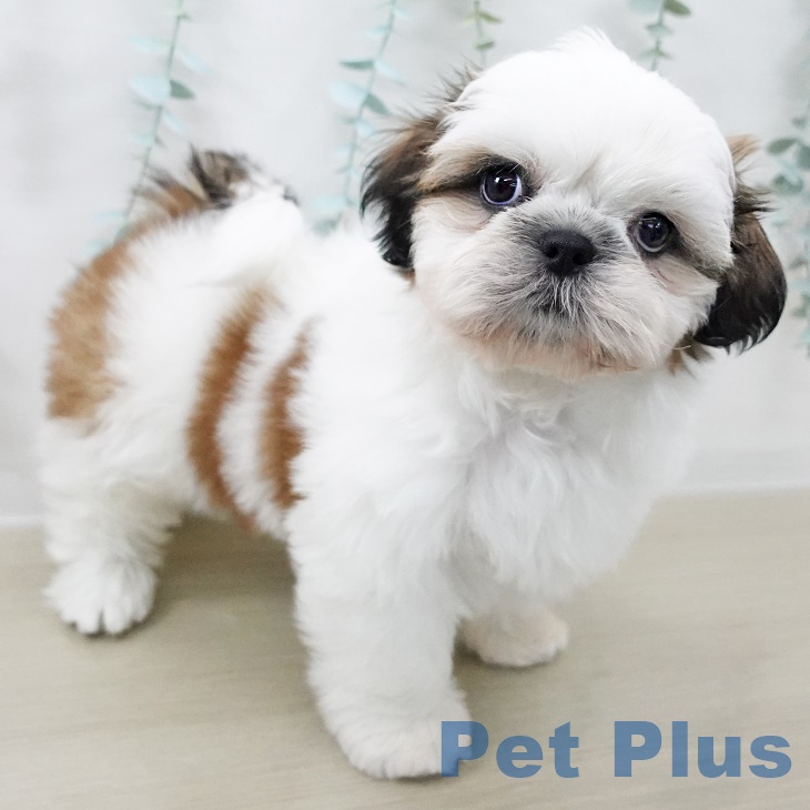 東京都のシーズー (ペッツワン 南砂町SUNAMO店/2025年8月26日生まれ/男の子/ホワイトゴールド)の子犬の2枚目の画像