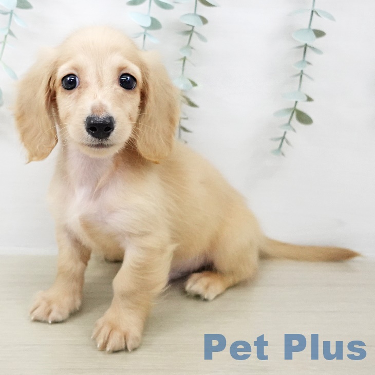 茨城県のミニチュアダックスフンド(ロング) (ペッツワン 古河店/2025年8月22日生まれ/男の子/イエロー)の子犬